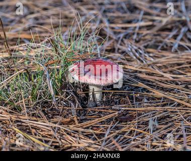 Il cappuccio rosso di fungo russula con gambo bianco è emerso dal pavimento della foresta circondato da aghi di pino e un grumo di erba in una giornata di sole in inverno Foto Stock