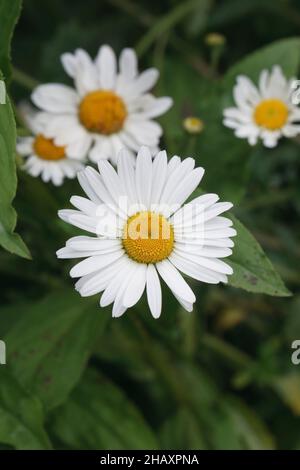 Leucanthemum vulgare. Oxeye margherite in un giardino. Foto Stock