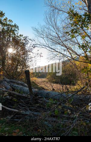 Recinzione fatta con tronchi di alberi caduti nel paesaggio autunnale al tramonto Foto Stock