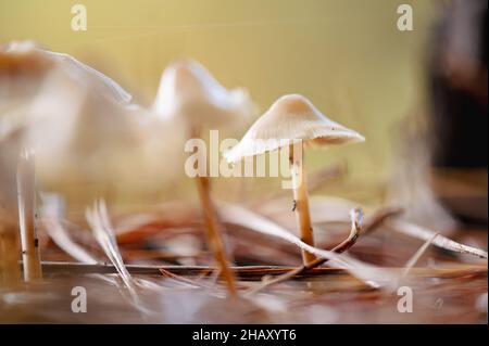 Macro shot di funghi pallidi toadstool che crescono nella foresta il giorno d'autunno soleggiato Foto Stock