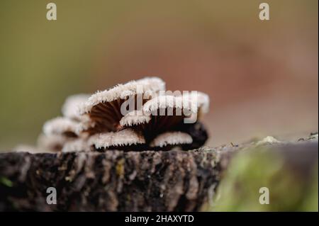 Primo piano fuoco selettivo di funghi bianchi di Schizofillum che crescono su ceppo di albero con corteccia scura Foto Stock