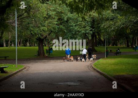 SAN PAOLO, BRASILE - 04 maggio 2018: Le persone che camminano i loro cani in un parco a San Paolo, Brasile Foto Stock