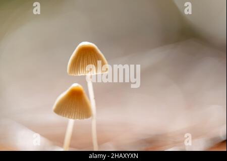 Macro shot di funghi pallidi toadstool che crescono nella foresta il giorno d'autunno soleggiato Foto Stock