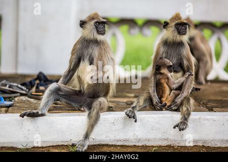 Scimmie grigie con bambino seduto sul marciapiede imbiancato e guardando via su sfondo sfocato in Sri Lanka Foto Stock