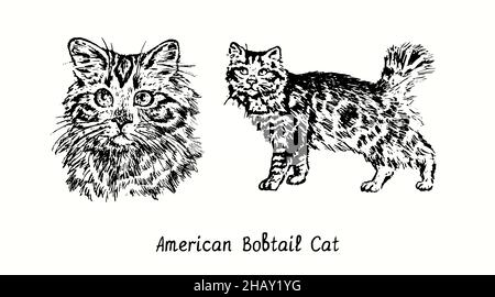 American Bobtail Cat Collection, vista frontale della testa e vista laterale in piedi. Disegno in bianco e nero in legno Foto Stock