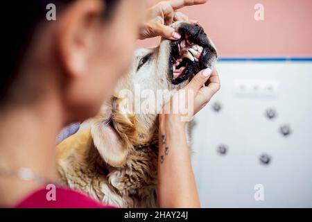 Vista posteriore di blur veterinario femminile in uniforme esame denti del cane Golden Retriever in clinica veterinaria moderna durante il lavoro Foto Stock