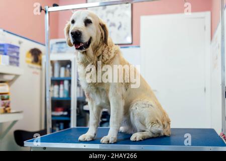 Carino obediente peloso Golden Retriever cane seduto sul tavolo blu prima di procedura medica in camera di moderna clinica veterinaria luce Foto Stock