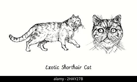 Collezione Exotic Shortair Cat, vista frontale della testa e vista laterale in piedi. Disegno in bianco e nero in legno Foto Stock