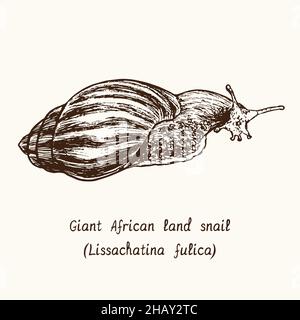 Lumaca terrestre africana gigante (Lissachatina fulica, ex Achatina fulica). Disegno a losco bianco e nero in stile legno con iscrizione. Foto Stock