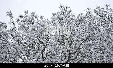 I rami di cespugli innevati su sfondo grigio del cielo. Cime innevate in inverno. Inverno fuori paesaggio. Clima calmoso dopo una neve Foto Stock