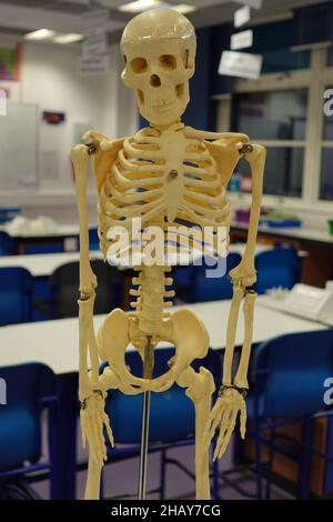 Primo piano di un modello scheletrico umano in un laboratorio scientifico, chimico e biologico Foto Stock