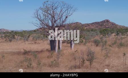 volo aereo girato indietro di un albero di baobab e di una collina nel kimberley Foto Stock