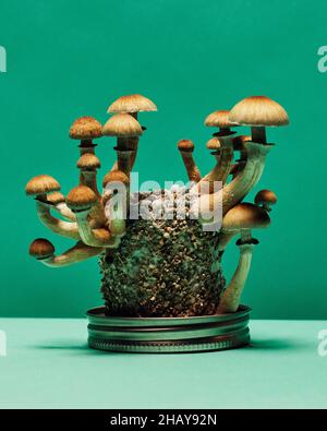 Funghi Psychidelic Golden Teacher freschi (psilocybin Cubensis) su un tavolo Foto Stock