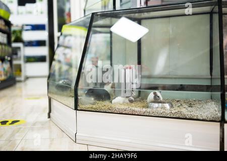 Porcellini della Guinea in vendita in negozio di animali domestici. Cavie in gabbia di vetro Foto Stock