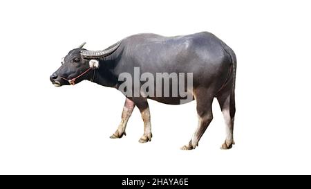 Bufalo d'acqua o bufalo thailandese isolato su sfondo bianco. Foto Stock