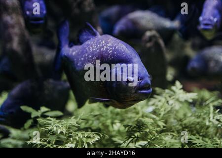 Bellissimo acquario pesca nell'ambiente naturale e circondato da alghe Foto Stock