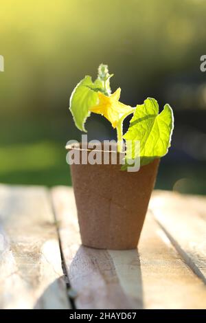 Piante verdi in coppe di torba in una primavera Garden.Saplings e piantando materiale. Lavoro di primavera nel concetto Garden.Farming e crescente vegetazione. Foto Stock