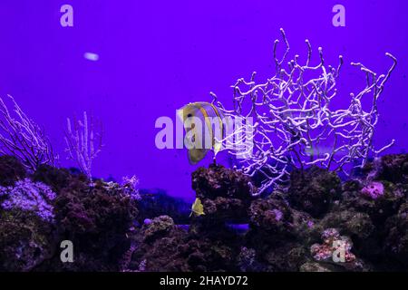 Bellissimo acquario pesca nell'ambiente naturale e circondato da alghe Foto Stock