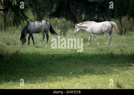 Fotografia di cavalli sul campo Foto Stock