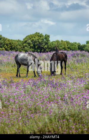 Due cavalli al pascolo tra fiori selvatici in un prato, Canos de Meca, Cadiz, Andalusia, Spagna Foto Stock