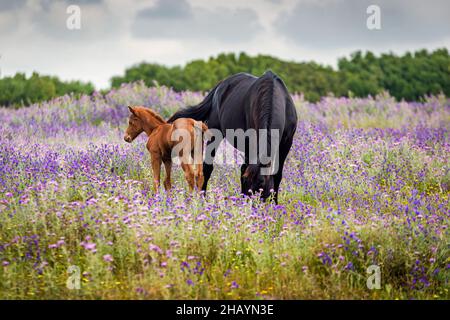 Mare e il suo pascolamento di fallo tra fiori selvatici in un prato, Canos de Meca, Cadiz, Andalusia, Spagna Foto Stock