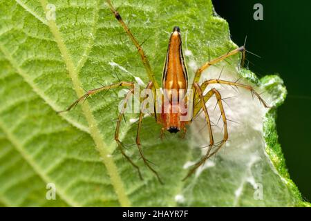 Cura materna in Lynx ragno, Oxyopes pankajii, Satara, Maharashtra, India Foto Stock