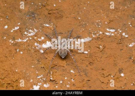 Ragno lupo, Lycosa pseudoannualata, Lycosidae, Pune, Maharashtra, India Foto Stock