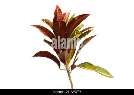 Pianta di Croton isolata su sfondo bianco Foto Stock