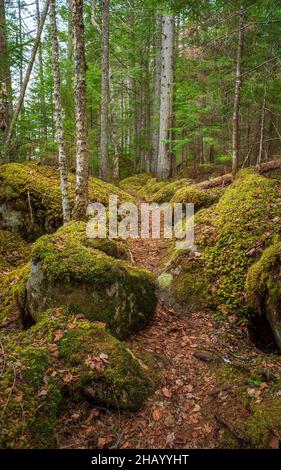 Un sentiero escursionistico che si snoda tra massi ricoperti di muschio, attraverso una foresta di legno di abete rosso settentrionale. Kettle Pond State Park, Groton, Vermont Foto Stock