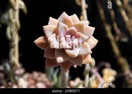 Succulenta Echeveria Perle. Crassulaceae cactus sfondo. Sempreverdi succulenti perenni o subarbusti. Foto Stock