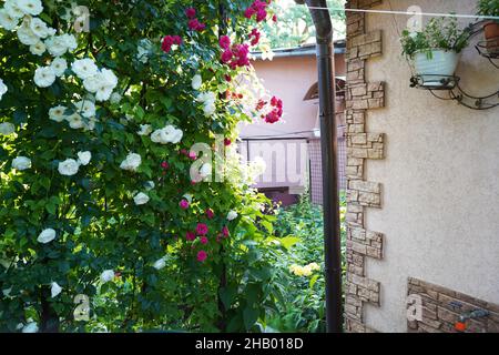 Cespugli di rose rosse e bianche vicino alla casa. Cortile con giardino fiorito Foto Stock