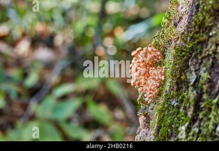 Piccoli funghi crescono in un mucchio sull'albero, un sacco di funghi. Foto Stock