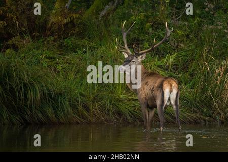 Il cervo Rosso (Cervus elaphus) si aggirava durante la stagione frettolosa. I Bieszczady, Carpazi, Polonia. Foto Stock