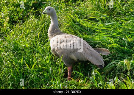 Il Cape Barren Goose è un'oca molto grande, grigio pallido con una testa relativamente piccola - Phillip Island, Victoria, Australia Foto Stock