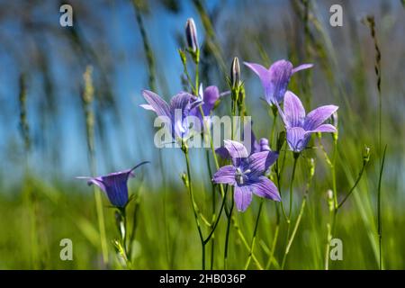 Campanula - Campanula patula - piccolo gruppo in luce solare panoramica Foto Stock