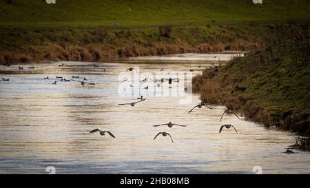Bellissimo scatto di uccelli che volano sul fiume Foto Stock