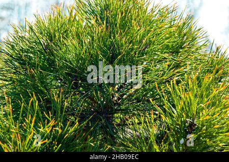 Rami di pino soffice con aghi grandi verdi. Primo piano. Messa a fuoco selettiva. Foto Stock