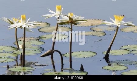 Una mosca del drago si avvicina ai gigli di acqua fioriti bianchi (specie di Nymphaea) crescono in uno stagno vicino a Kuntaur. Kuntaur, Repubblica della Gambia. Foto Stock