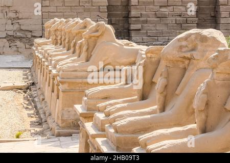 Complesso tempiale di Karnak a Luxor, Egitto. Vicolo di Criosfinxes, sfinxes con le teste dell'ariete. Foto Stock