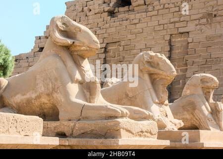 Complesso tempiale di Karnak a Luxor, Egitto. Sfingi con le teste di montone, vicolo di Criosfingi Foto Stock