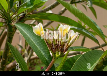 fiore tropicale frangipani bianco e giallo, plumeria bellissimo fiore che fiorisce su albero in giardino, fiore spa. Messa a fuoco selettiva Foto Stock