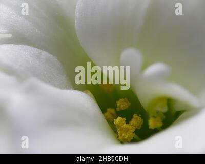 Foto macro di un bel fiore Kalanchoe Blossfeldiana 'Calandiva White' Foto Stock