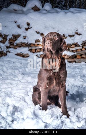 Bel cane giovane. Cane ripostino rivestito marrone e seduto nella neve. Cane da caccia in inverno. Foto Stock