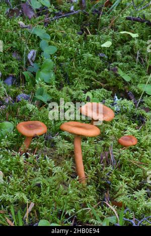 Gruppo di quattro funghi cerosi Laccaria o funghi, Laccaria laccata, alias il Deceiver Foto Stock