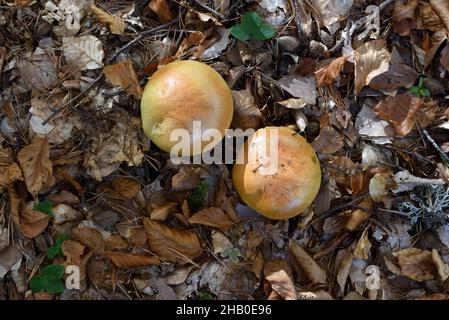 Coppia o due funghi di Bolete di Bitter, Tylopilus felleus, aka tylopilus di Bitter, che crescono fra le foglie morte o lettiera di foglia sul pavimento della foresta Foto Stock