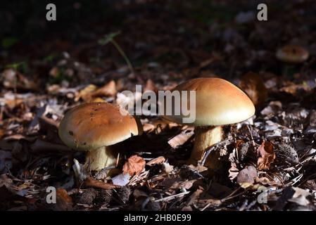 Coppia o due funghi di Bolete di Bitter, Tylopilus felleus, aka tylopilus di Bitter, che crescono fra le foglie morte o lettiera di foglia sul pavimento della foresta Foto Stock