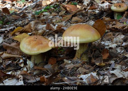 Coppia o due funghi di Bolete di Bitter, Tylopilus felleus, aka tylopilus di Bitter, che crescono fra le foglie morte o lettiera di foglia sul pavimento della foresta Foto Stock