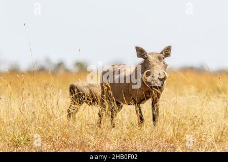 Warthog in piedi nell'erba alta sulla savana Foto Stock