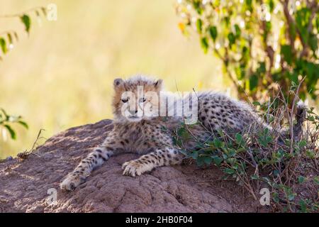 Carino cub Cheetah che riposa nell'ombra Foto Stock