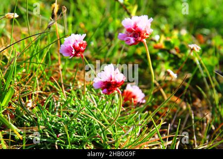 Campagna vicino Hvitarnes capanna Foto Stock